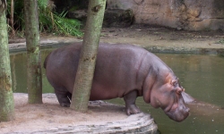 Safari Ride at Animal Kingdom Hippo by the water