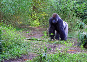 Ape walking along path at the Kilamanjaro Safari in Animal Kingdom Disney