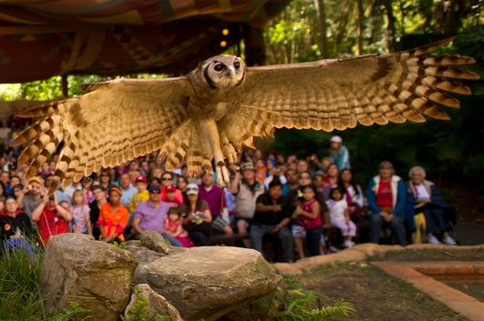 Owl with wings spread flying in for a landing at the Flights of Wonder Animal Kingdom