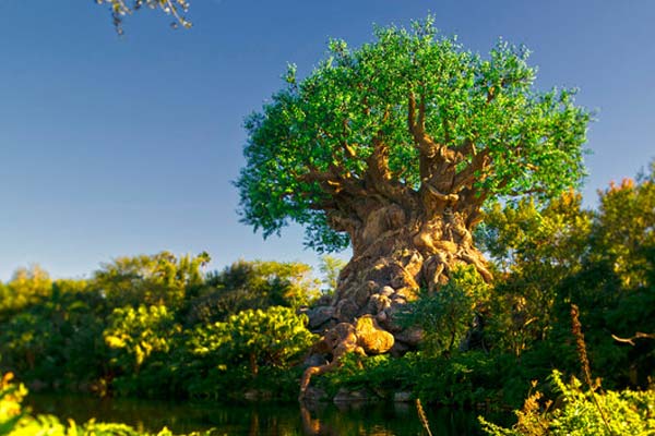 Animal Kingdom Tree Of Life | Disney World Orlando Fl